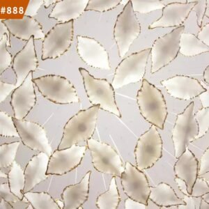 AMJ-PLR-0234